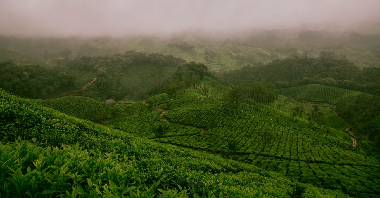 Teeplantage in Munnar, Indien