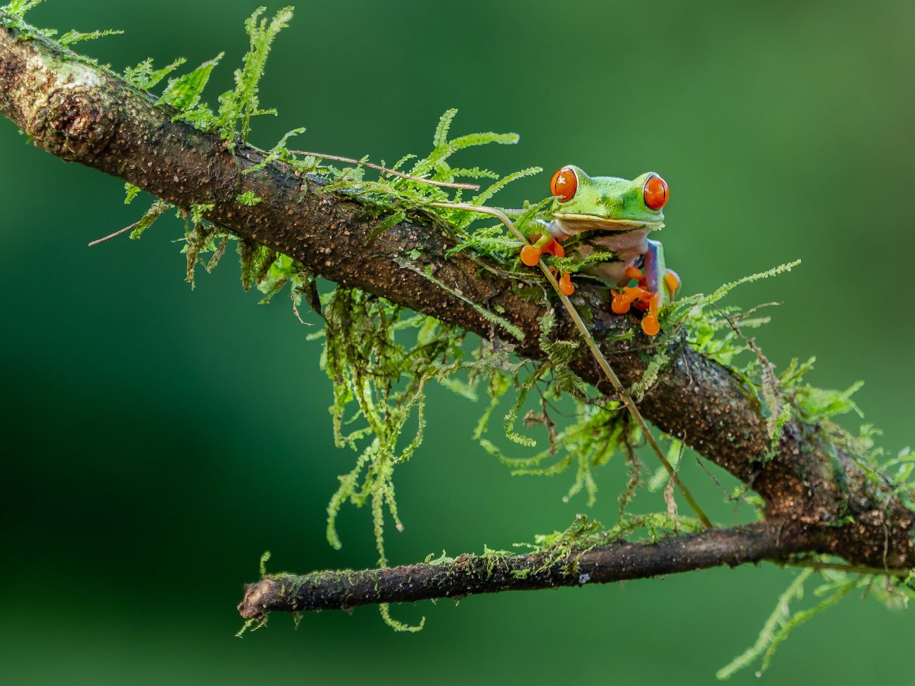 tierwelten-costa-rica